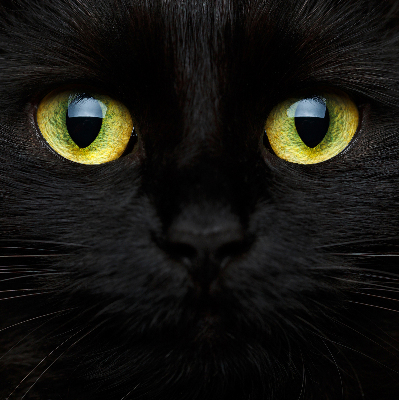 Modern roller blind Cat eyes