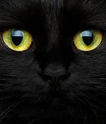 Modern roller blind cat eyes pattern