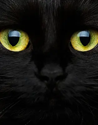 Modern roller blind cat eyes pattern