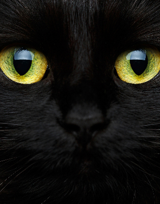 Modern roller blind Cat eyes