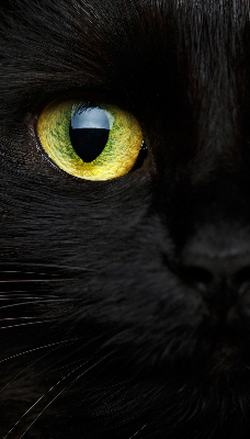 Modern roller blind Cat eyes