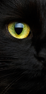 Modern roller blind Cat eyes