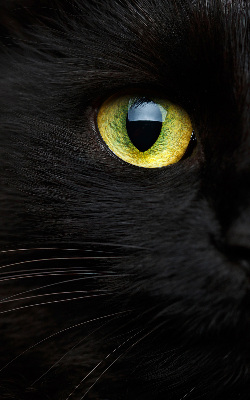Modern roller blind Cat eyes