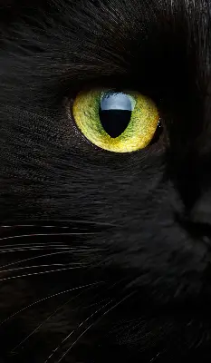 Modern roller blind cat eyes pattern