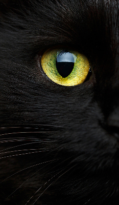 Modern roller blind Cat eyes