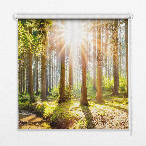 Modern roller blind The sun shining through the trees