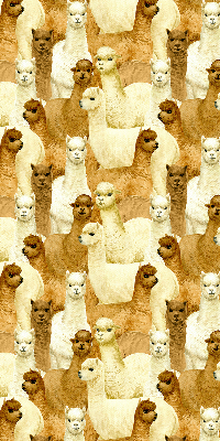 Modern roller blind A herd of alpacas
