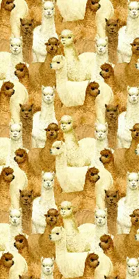 Modern roller blind with an alpacas herd pattern