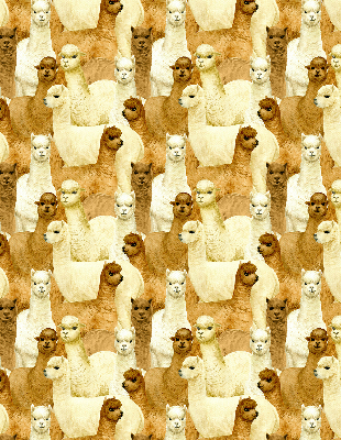Modern roller blind A herd of alpacas
