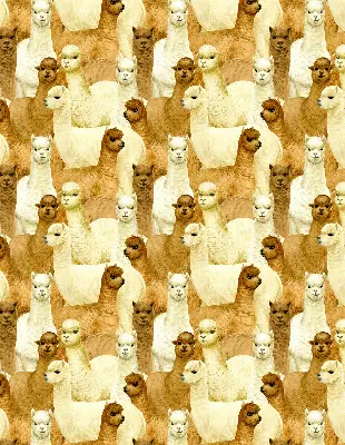 Modern roller blind with an alpacas herd pattern