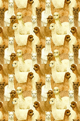 Modern roller blind A herd of alpacas