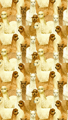 Modern roller blind A herd of alpacas