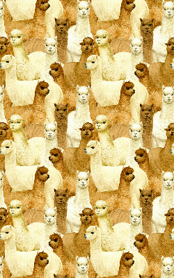Modern roller blind A herd of alpacas