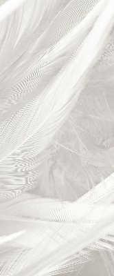 Modern roller blind feathers