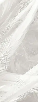 Modern roller blind feathers pattern