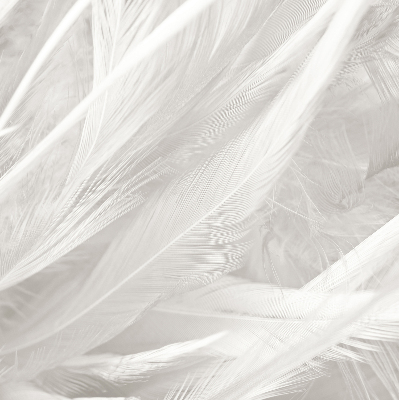 Modern roller blind feathers