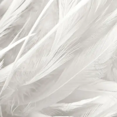 Modern roller blind feathers pattern