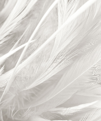 Modern roller blind feathers