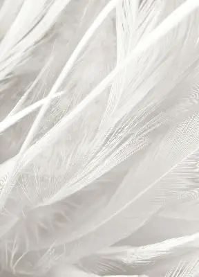 Modern roller blind feathers pattern