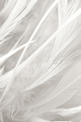 Modern roller blind feathers