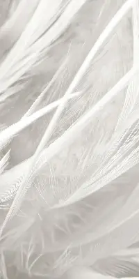 Modern roller blind feathers pattern