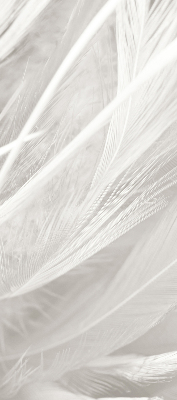 Modern roller blind feathers