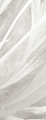 Modern roller blind feathers