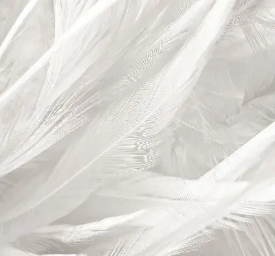 Modern roller blind feathers pattern