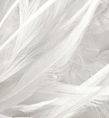 Modern roller blind feathers