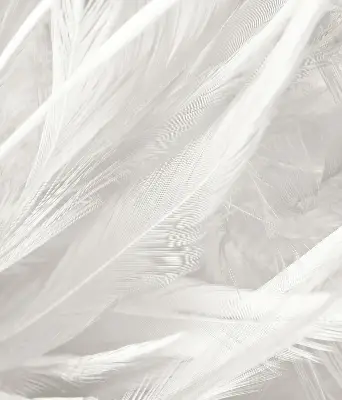 Modern roller blind feathers pattern