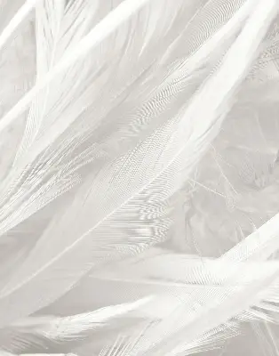 Modern roller blind feathers pattern
