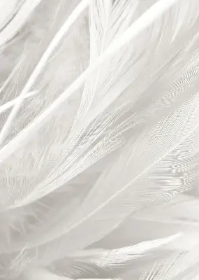 Modern roller blind feathers pattern