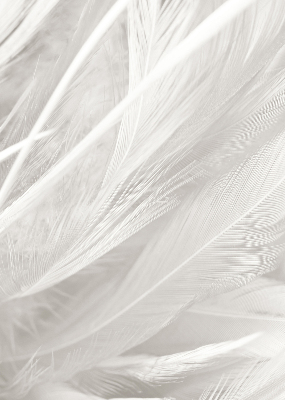 Modern roller blind feathers