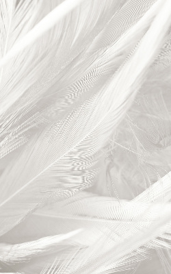 Modern roller blind feathers