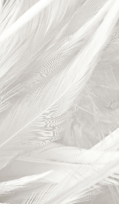 Modern roller blind feathers