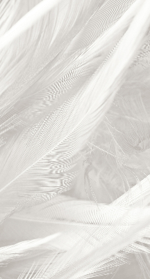 Modern roller blind feathers