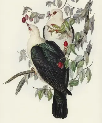Roller blind for large window birds on a branch pattern
