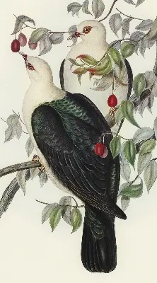 Roller blind for large window birds on a branch pattern