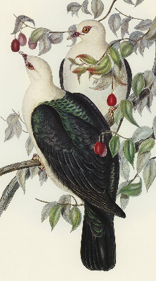 Roller blind for large window Birds on a branch
