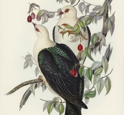 Roller blind for large window Birds on a branch