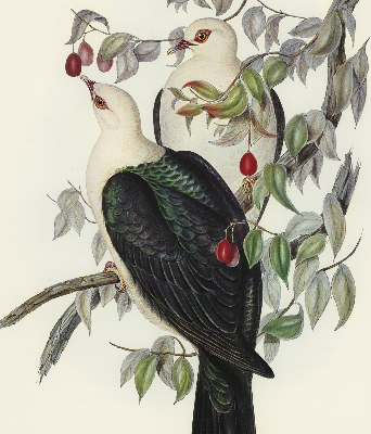 Roller blind for large window Birds on a branch