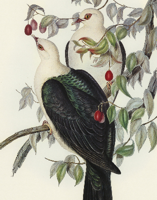 Roller blind for large window Birds on a branch