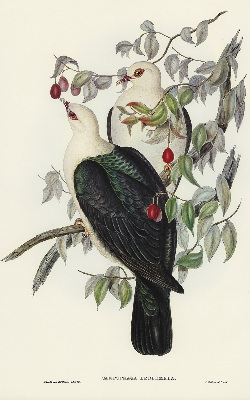 Roller blind for large window Birds on a branch