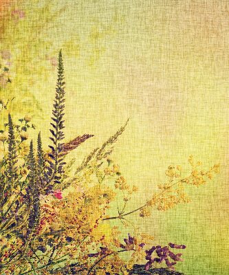 Roller blind for large window Plants