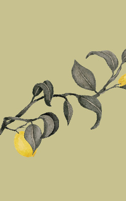 Fabric roller blind Lemons on the tree