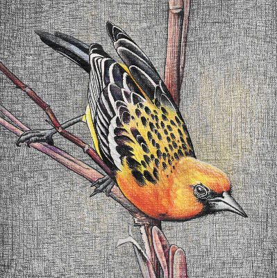 Fabric roller blind A bird on a branch