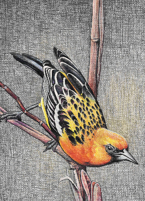 Fabric roller blind A bird on a branch