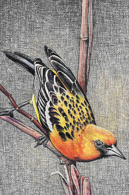 Fabric roller blind A bird on a branch