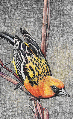 Fabric roller blind A bird on a branch