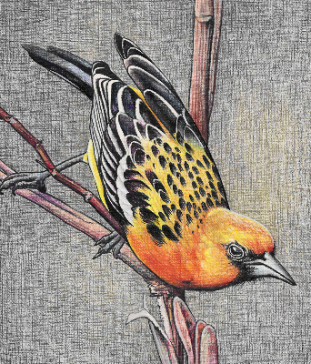 Fabric roller blind A bird on a branch